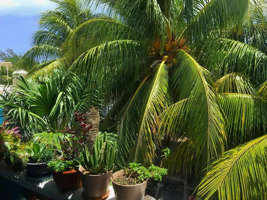 Apartment Casa Coloradita/Cozy Colorful Flat With Starlink Isla Holbox